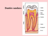 Fermentai. Virškinimas 15 puslapis