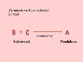 Fermentai. Virškinimas 7 puslapis
