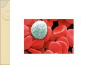 Limfinė sistema. Kraujas 12 puslapis