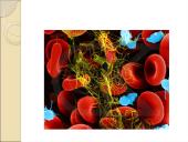 Limfinė sistema. Kraujas 15 puslapis