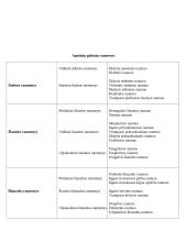 Raumenų mokslas 11 puslapis