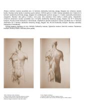 Raumenų mokslas 3 puslapis