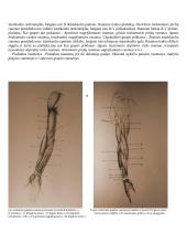 Raumenų mokslas 6 puslapis
