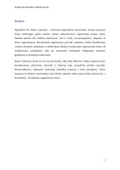 Idealaus biurokratinio valdymo teorija (referatas) 7 puslapis