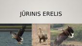 Jūrinis erelis