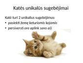 Fizika ir katė 11 puslapis