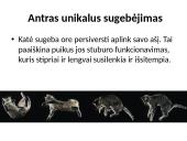 Fizika ir katė 13 puslapis