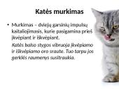 Fizika ir katė 15 puslapis