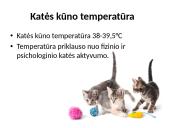 Fizika ir katė 17 puslapis