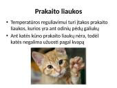 Fizika ir katė 19 puslapis