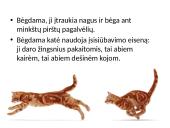 Fizika ir katė 7 puslapis