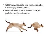 Fizika ir katė 8 puslapis
