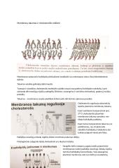 Konspektas: membranos 2 puslapis