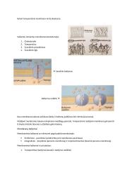 Konspektas: membranos 3 puslapis