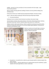 Konspektas: membranos 4 puslapis