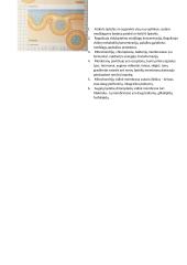 Konspektas: membranos 9 puslapis