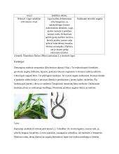 Šluotelinio fliokso dažniausiai pasitaikančios ligos, kenkėjai ir apsaugos nuo jų metodai 12 puslapis