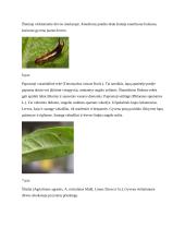 Šluotelinio fliokso dažniausiai pasitaikančios ligos, kenkėjai ir apsaugos nuo jų metodai 13 puslapis