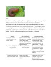 Šluotelinio fliokso dažniausiai pasitaikančios ligos, kenkėjai ir apsaugos nuo jų metodai 14 puslapis