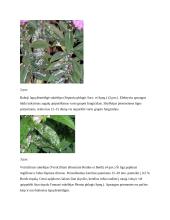 Šluotelinio fliokso dažniausiai pasitaikančios ligos, kenkėjai ir apsaugos nuo jų metodai 9 puslapis