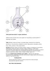 Biologija - būtinos sąlygos sėklai dygti 3 puslapis