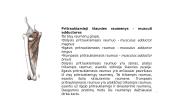 Šlaunies pritraukimas ir atitraukimas: funkcinė anatomija 13 puslapis