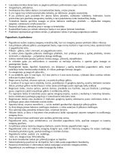 Tarpinės smegenys 2 puslapis