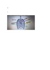 Atsiskaitymas „Dujų apykaita organizmuose“ 2 puslapis