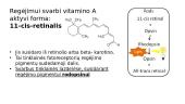 Vitamino A įtaka regai: nuo mechanizmų iki patologijų 4 puslapis
