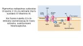 Vitamino A įtaka regai: nuo mechanizmų iki patologijų 6 puslapis
