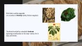 Korėjiečių virtuvė prezentacija 7 puslapis