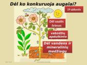 Konkurencija ekosistemose 10 puslapis