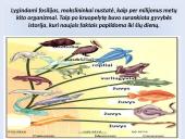 Fosilijos 14 puslapis