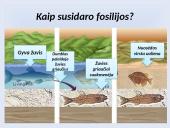 Fosilijos 5 puslapis