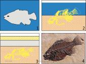 Fosilijos 7 puslapis