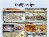 Fosilijos 8 puslapis