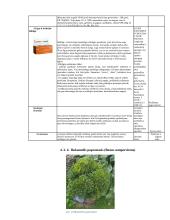 Pasirinkto sklypo želdyno priežiūros plano sudarymas 19 puslapis