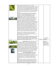 Pasirinkto sklypo želdyno priežiūros plano sudarymas 9 puslapis