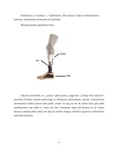 Sportiniai kojos protezai 5 puslapis