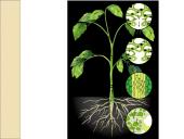 Medžiagų perneša stiebais 14 puslapis