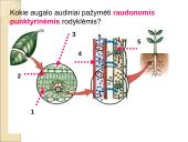 Medžiagų perneša stiebais 15 puslapis
