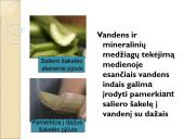 Medžiagų perneša stiebais 7 puslapis