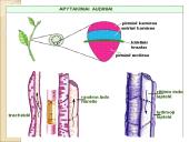 Medžiagų perneša stiebais 9 puslapis