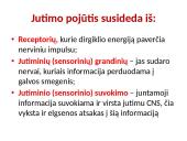 Bendrieji jutimų principai 2 puslapis