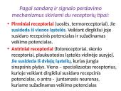 Bendrieji jutimų principai 5 puslapis