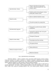 Valstybės finansų struktūra 13 puslapis