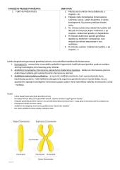 Mitozė ir mejozė, interfazės 3 puslapis