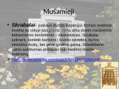 Autentiški lietuvių liaudies instrumentai (skaidrės) 7 puslapis