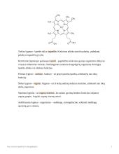 Nuo vienos ląstelės iki daugialąsčio (organizmo sandaros lygmenys) 2 puslapis