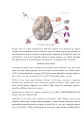 Neurobiologijos konspektas 14 puslapis